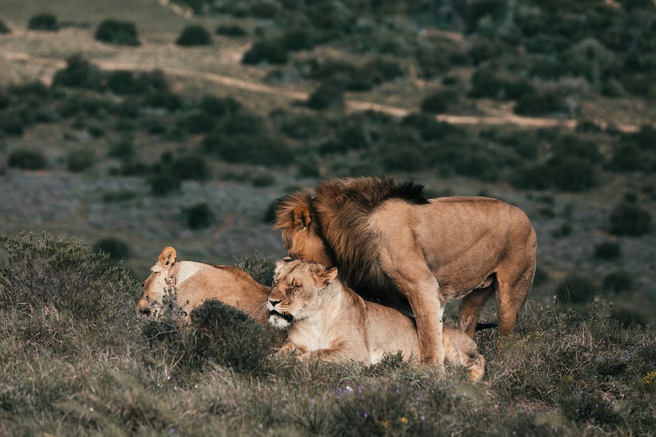 Nurturing a Harmonious Union: Tips for Leo and Sagittarius Couples