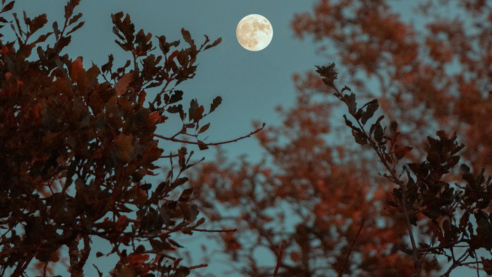 How the Moon Affects Your Social Life: A Lunar Guide