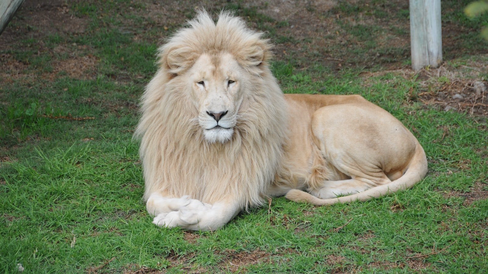 Embracing the Lion's Love Language: Attention and Admiration